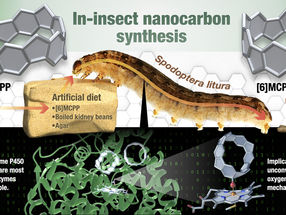 Insekten als Mini-Molekülfabriken - ein Durchbruch in der Chemietechnik