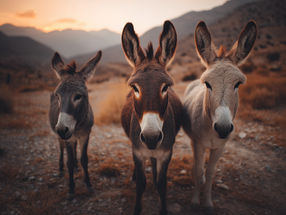 Os burros podem proteger-nos das carraças?